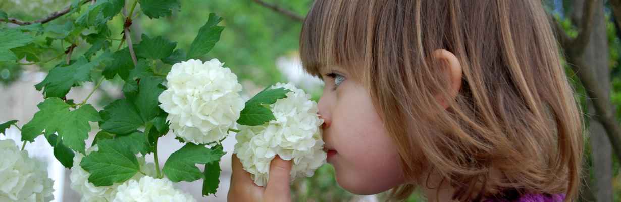 Girl smells hydrangea by pressing her nose into flower